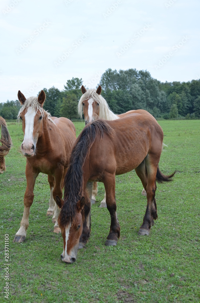Fototapeta premium cheval, zwierzak, gras, farma, pola, braun, cheval, charakter, hayfield, pastwisko, pastwisko, źrebak, ssak, klacz, zieleń, zwierzak, lato, obszarów wiejskich, ogier, ferma, krajobraz, koni, młoda, gr