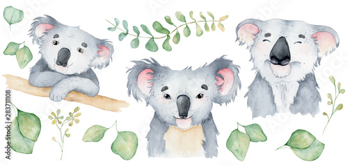 Photography Koala bear cute animal character watercolor illustration