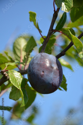 śliwa ,Szydłów ,po gradzie ,owoc, drzew, jabłek, galąz, jedzenie, czerwień, śliwa, charakter, zieleń, jardin, dojrzałe, lato, rolnictwa, feuille, swiezy, zdrowa, jesienią, roślin, zbiorów, sad, feuill