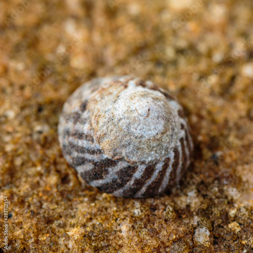 A Zebra Snail on a rock