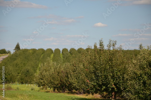 śliwa ,Szydłów ,po gradzie ,owoc, drzew, jabłek, galąz, jedzenie, czerwień, śliwa, charakter, zieleń, jardin, dojrzałe, lato, rolnictwa, feuille, swiezy, zdrowa, jesienią, roślin, zbiorów, sad, feuill