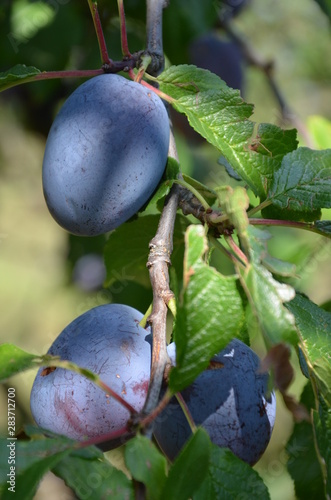 śliwa ,Szydłów ,po gradzie ,owoc, drzew, jabłek, galąz, jedzenie, czerwień, śliwa, charakter, zieleń, jardin, dojrzałe, lato, rolnictwa, feuille, swiezy, zdrowa, jesienią, roślin, zbiorów, sad, feuill