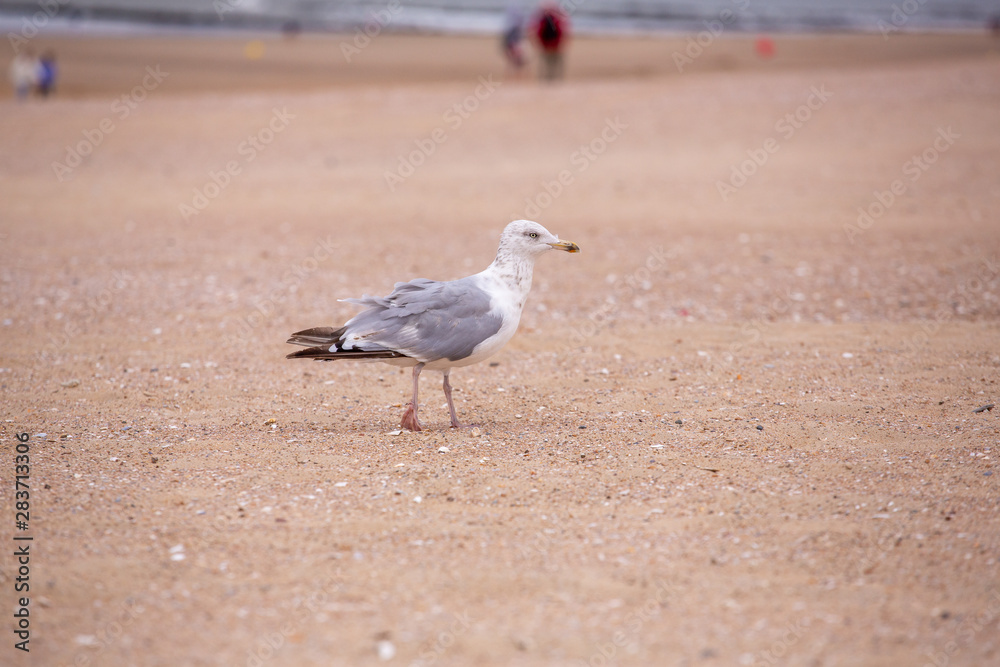mouette mouette