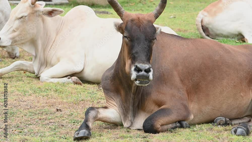 Brown ox relax on meadow grass field with herd of cow background. Animal and mammal. Agriculture and nature wildlife concept. Thailand in Asian location Brown ox relax on meadow grass field with herd of cow background. Animal and mammal. Agriculture and nature wildlife concept. Thailand in Asian location