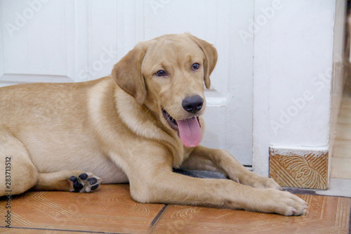 Labrador retriever