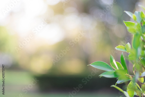 The green leaves with the most beautiful of the blurred background are presented in the morning. It very comfortable and peace when we see. In addition, the green leaves help us to relax and fresh.