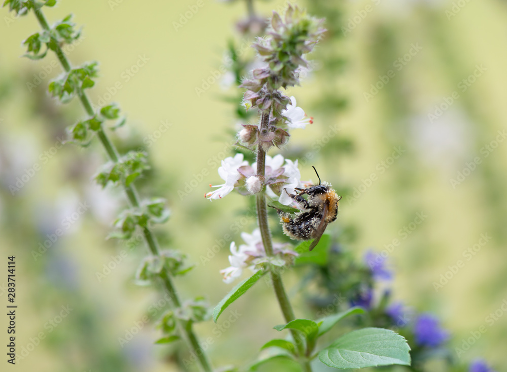 Hummel auf der Suche nach Nektar Nahrung, Makrofotografie Hummel auf der Suche nach Nektar Nahrung, Makrofotografie