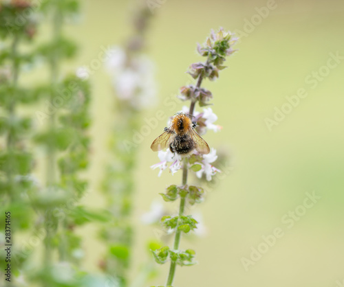 Hummel auf der Suche nach Nektar Nahrung, Makrofotografie