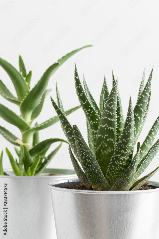 Aloe vera and a cactus in a pots on a white table. Aloe vera and a cactus in a pots on a white table.