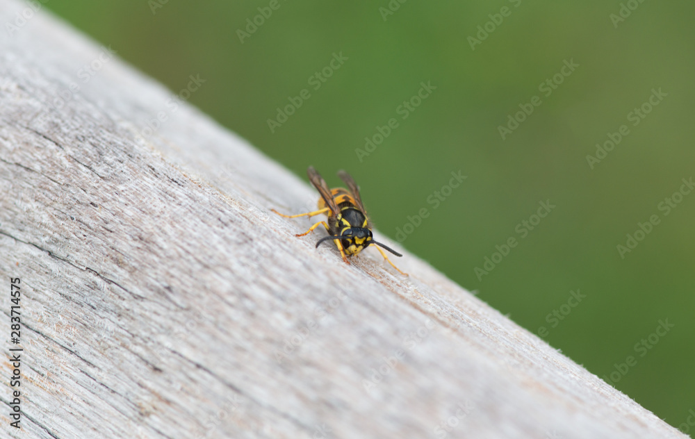 Wespe frisst Holz zum Bau von einem Wespennest, Wespen Papiernest Wespe frisst Holz zum Bau von einem Wespennest, Wespen Papiernest
