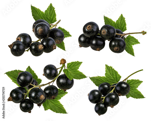 Fresh black-currants with leaf isolated on white background with clipping path photo