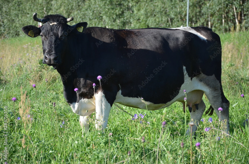 krowa, farma, zwierzak, bydło, gras, pola, rolnictwa, biała, hayfield, czarna, mleczko, pastwisko, gospodarstwo mleczne, krowa, zieleń, rolnictwa, byk, zwierzak, charakter, pastwisko, wołowina, zwierz krowa, farma, zwierzak, bydło, gras, pola, rolnictwa, biała, hayfield, czarna, mleczko, pastwisko, gospodarstwo mleczne, krowa, zieleń, rolnictwa, byk, zwierzak, charakter, pastwisko, wołowina, zwierz