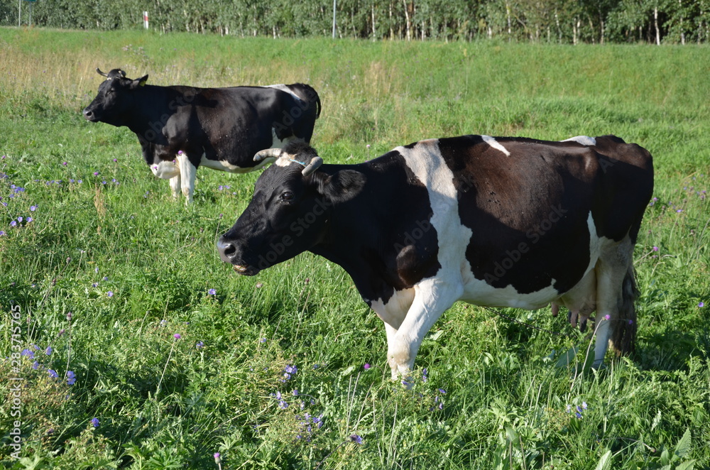 krowa, farma, zwierzak, gras, bydło, pola, rolnictwa, hayfield, mleczko, biała, czarna, pastwisko, krowa, gospodarstwo mleczne, zieleń, zwierzak, rolnictwa, braun, pastwisko, charakter, obszarów wiejs