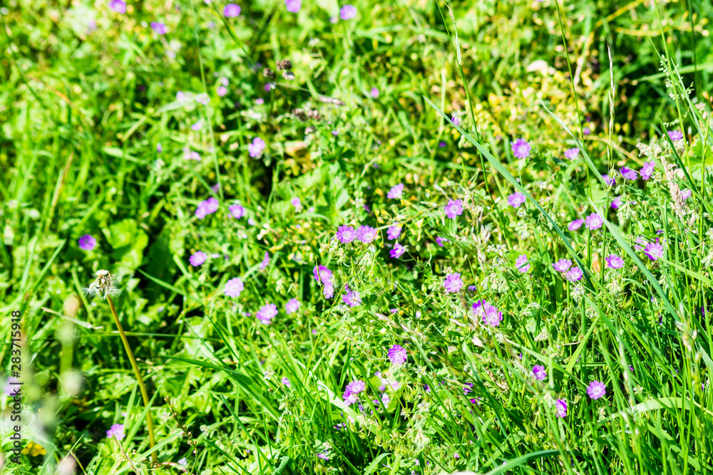 A cluster of bloody cranesbill flowers in long grass at the edge of a park