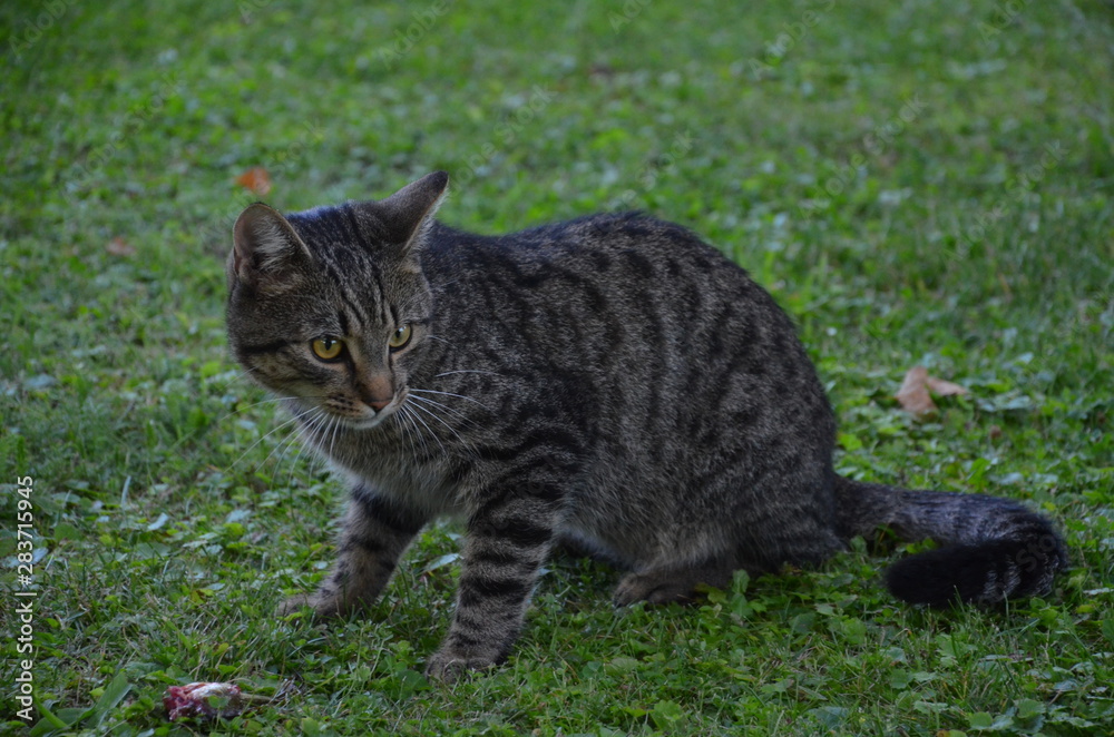 Kot , zwierzak, gras, domowych, kociak, bystra, felino, domowy, zieleń, futro, kocica, domowych Kot , zwierzak, gras, domowych, kociak, bystra, felino, domowy, zieleń, futro, kocica, domowych