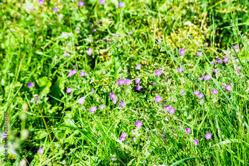 Wallpaper Mural A cluster of bloody cranesbill flowers in long grass at the edge of a park Torontodigital.ca