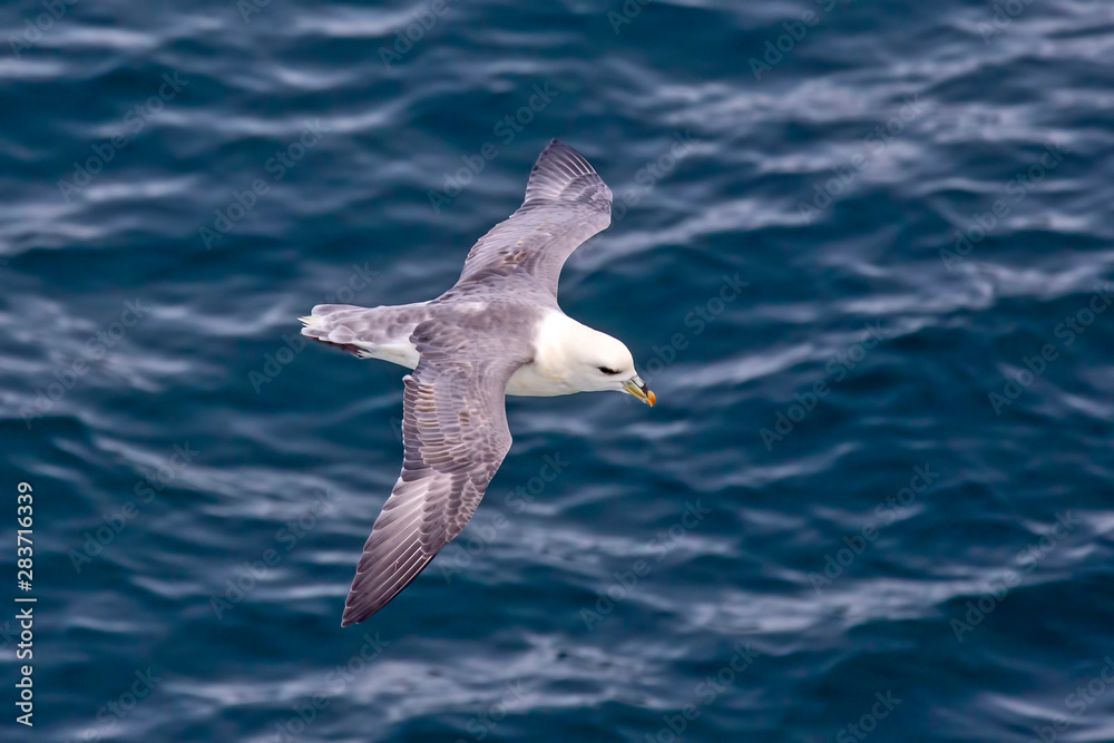 Seagull flying over the surface of the ocean Seagull flying over the surface of the ocean