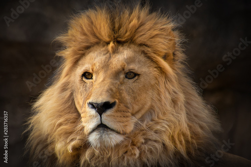 Löwe mit scharfem Blick