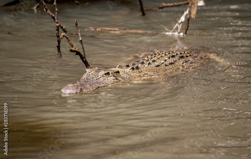 Salt water crocodile lurking in the murky waters of the Daintree River in Far North Queensland, Australia.