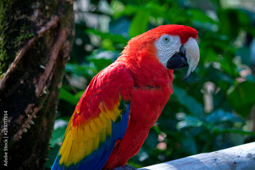 Bright red macaw parrot.