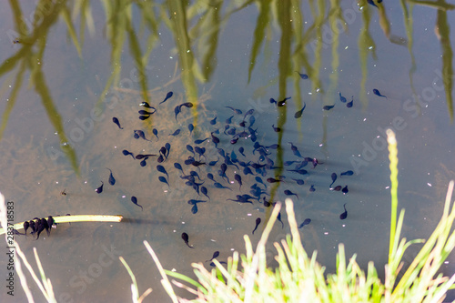 Mass of tadpoles near the surface of a pond