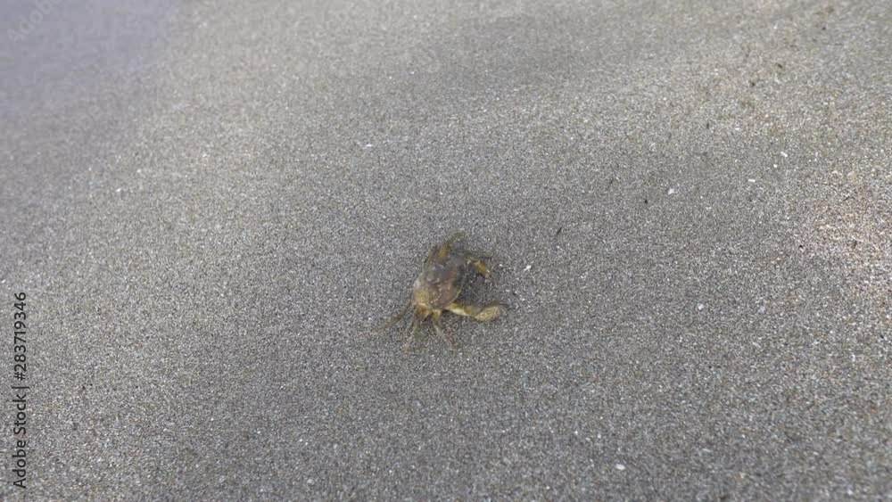 Black sea Stone crab on the sand beach close up. Cute crab crawl backwards on the sand . Crab trying get into sea figting the waves. Black sea Stone crab on the sand beach close up. Cute crab crawl backwards on the sand . Crab trying get into sea figting the waves.