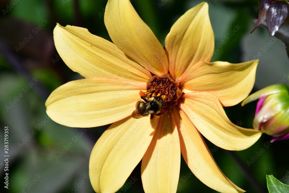 A Bee staying on the yellow Dahlia. Victoria BC Canada A Bee staying on the yellow Dahlia. Victoria BC Canada
