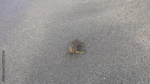 Black sea Stone crab on the sand beach close up. Cute crab crawl backwards on the sand . Crab trying get into sea figting the waves.