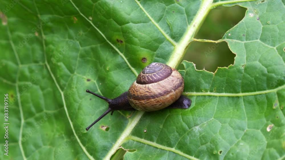 Snail crawls on green leaf in nature Snail crawls on green leaf in nature