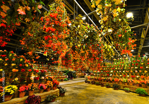 Flowers blooming in greenhouse at night photo