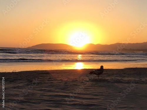 A seagull sitting on the beach during a sunset