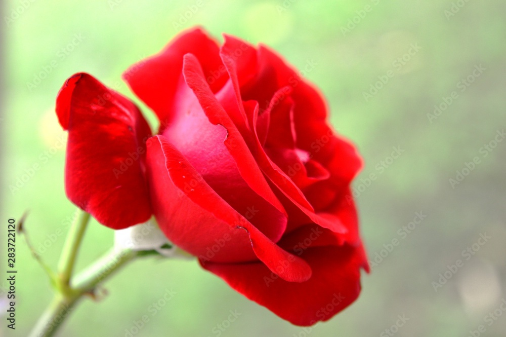 red rose in the garden red rose in the garden