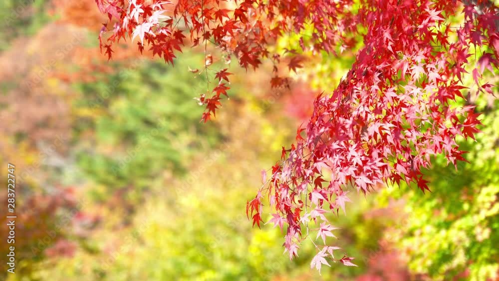 Japan Autumn maple leaves in koyo momiji season