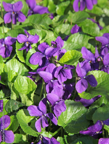 Massif de Viola odorata
