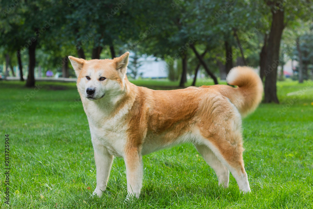female dog of japanese breed akita inu with white and red fluffy coat standing on green grass