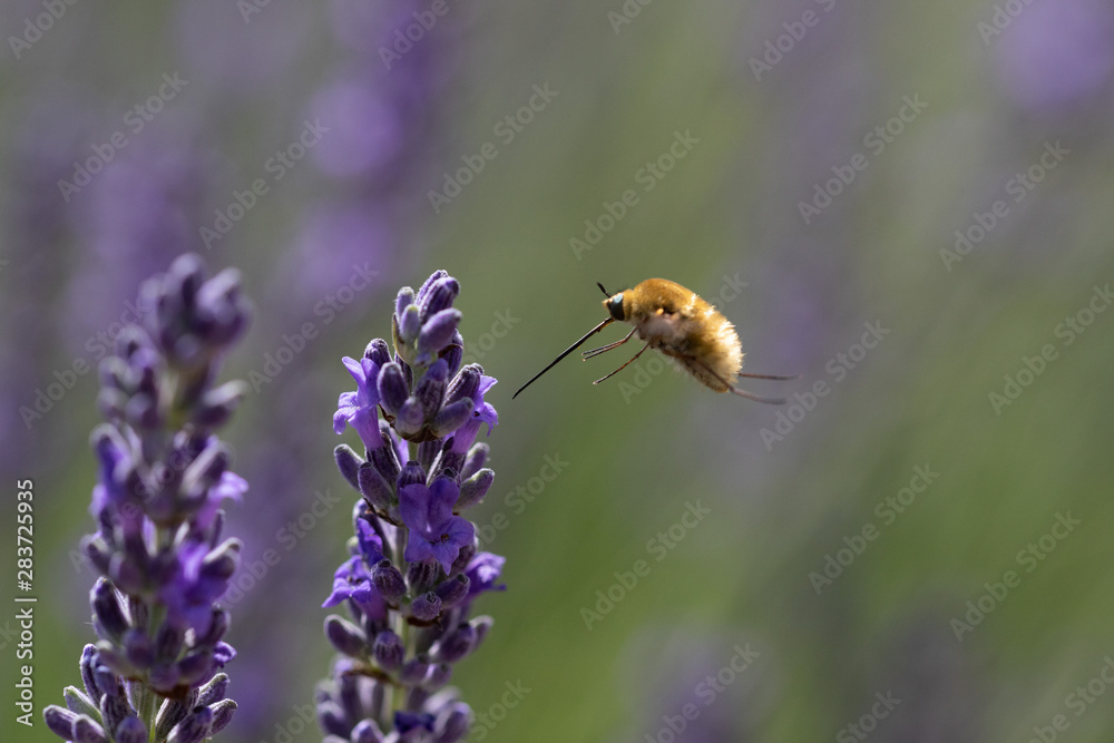 Fototapeta premium Insekt im Flug