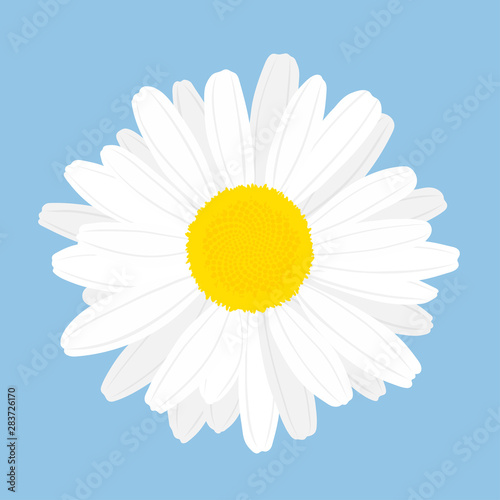 Chamomile flower. Top view. Isolated on blue background. Vector illustration.