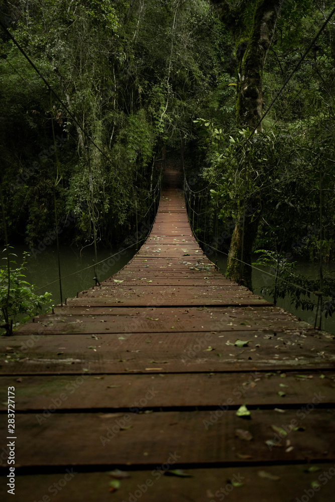 Fototapeta premium Puente Colgante Bosque