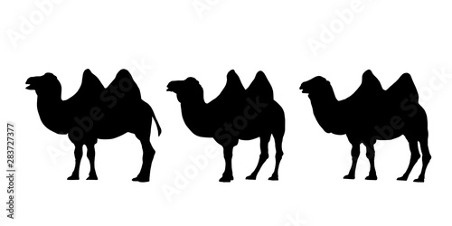 Set of realistic silhouettes of three camels with two humps. Caravan isolated on white background, vector