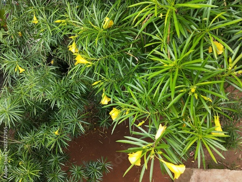 A tree with long leaves and yellow flowers.