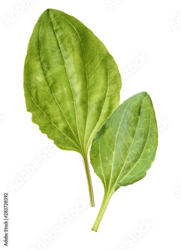 Fresh washed green leaves of plantain (Plantago major) medicinal plant photo