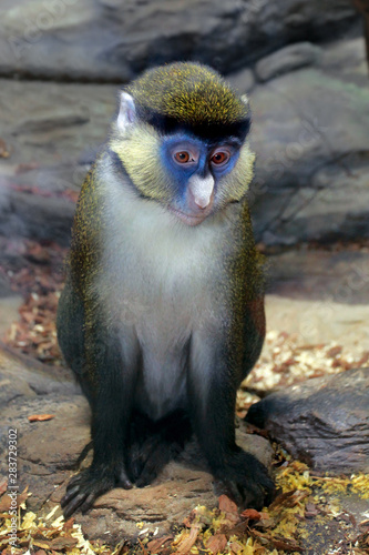 Cercopithecus petaurista an african monkey photo