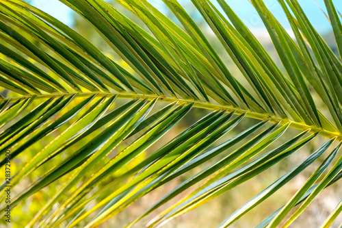 palm leaf close-up on a background of blue sea