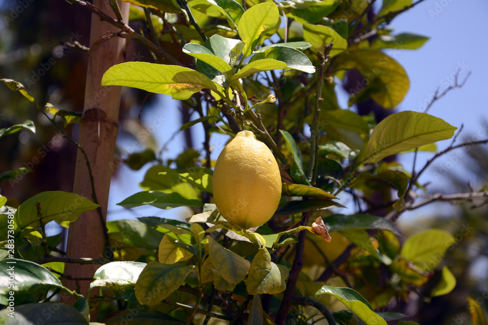 Lemon on tree