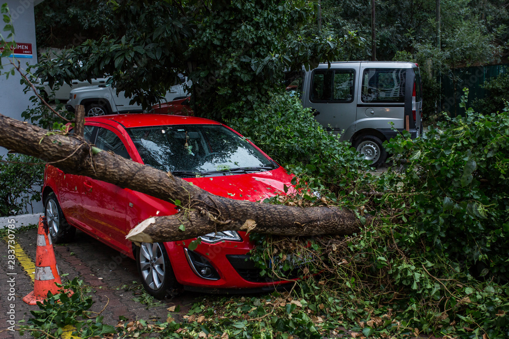 Car under fallen tree. Car under fallen tree.