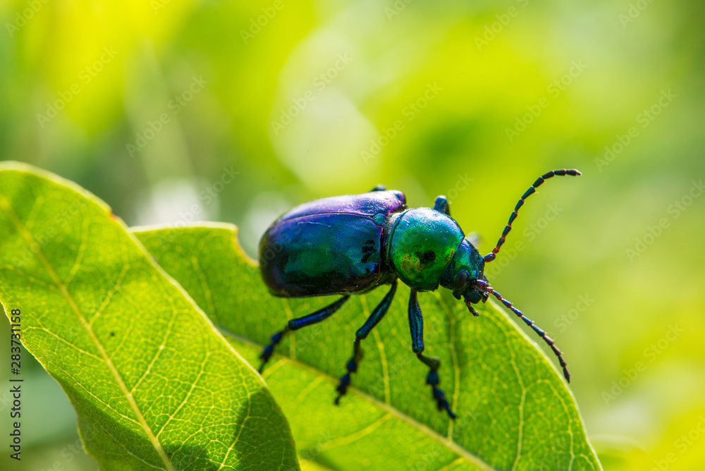 Leaf beetle Chrysochares asiaticus in summer day Leaf beetle Chrysochares asiaticus in summer day