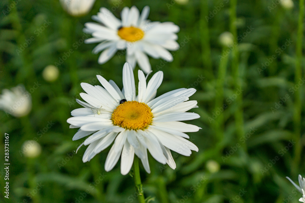 Fototapeta premium Flowering garden large chamomile. Bush chamomile varieties Leucanthus and Alaska.