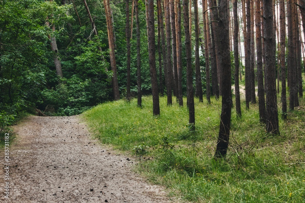 Fototapeta premium A dirt path leading through the trees in a forest