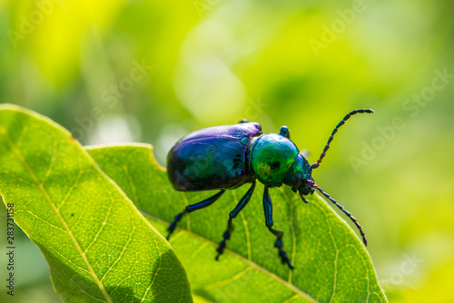 Leaf beetle Chrysochares asiaticus in summer day