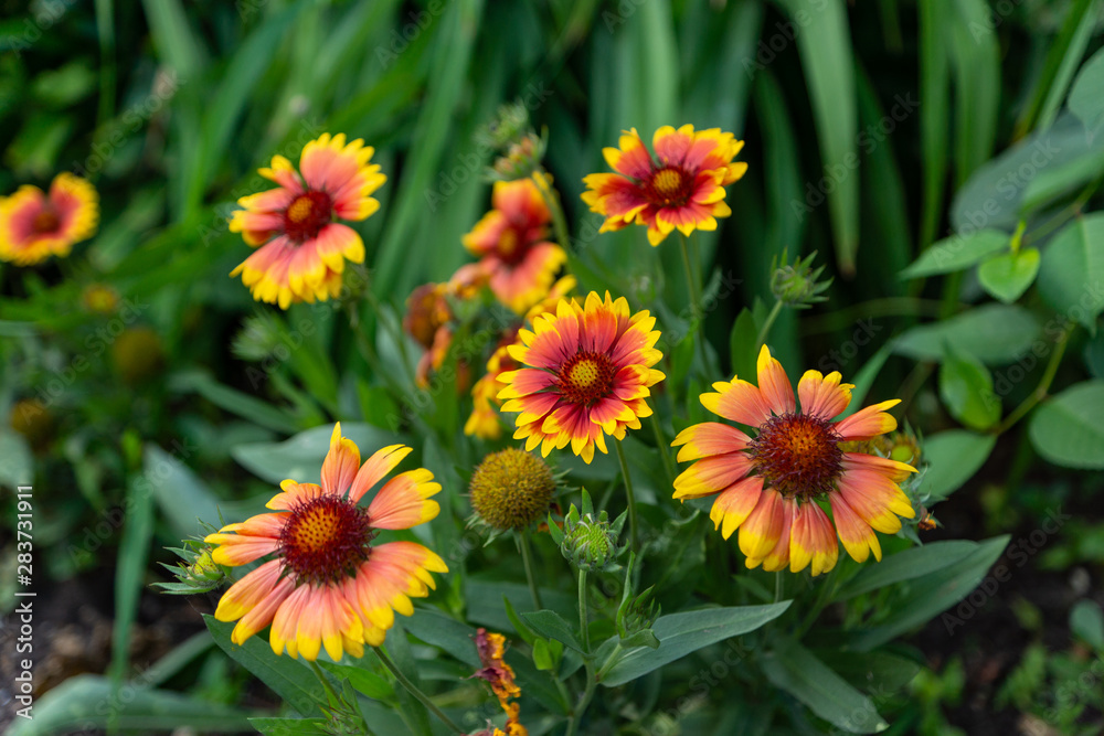 Beautiful orange garden flowers. Flowering in the Park, in the garden of lilies and Cynia. Beautiful orange garden flowers. Flowering in the Park, in the garden of lilies and Cynia.